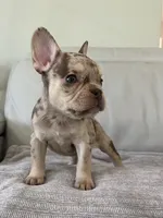 Shelly, a female French Bulldog for sale in West Palm Beach, FL – 7 of 8