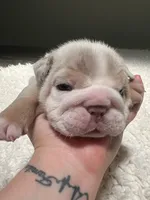 Winnie, a female English Bulldog for sale in West Palm Beach, FL – 6 of 6