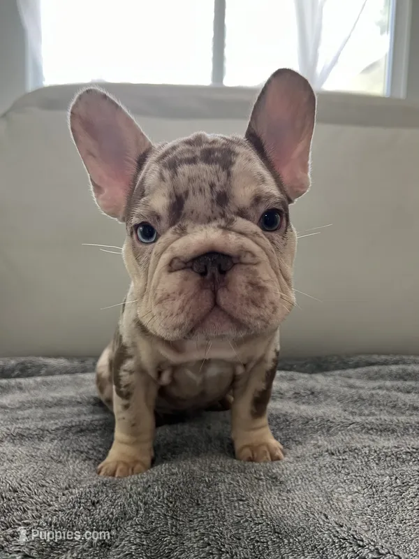 Archie – French Bulldog puppy for sale in West Palm Beach, FL
