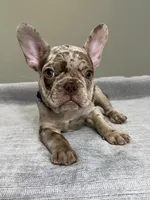 Milano, a female French Bulldog for sale in West Palm Beach, FL – 6 of 9