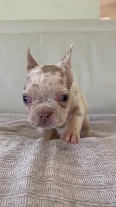 Gema, a female French Bulldog for sale in West Palm Beach, FL – 6 of 6