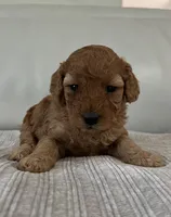 Avery, a female Miniature Goldendoodle for sale in West Palm Beach, FL – 3 of 8
