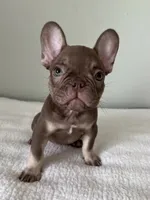 Hank, a male French Bulldog for sale in West Palm Beach, FL – 8 of 9