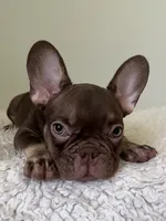 Hank, a male French Bulldog for sale in West Palm Beach, FL – 7 of 10