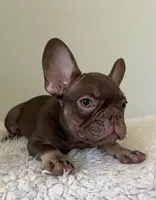 Hank, a male French Bulldog for sale in West Palm Beach, FL – 6 of 10
