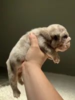 Buster, a male English Bulldog for sale in West Palm Beach, FL – 6 of 7