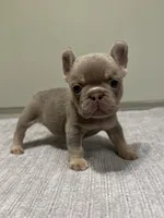 Bucky, a male French Bulldog for sale in West Palm Beach, FL – 3 of 9