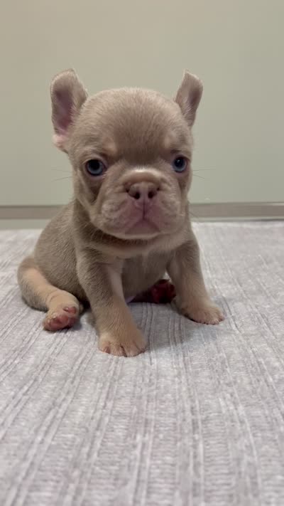Bucky, a male French Bulldog for sale in West Palm Beach, FL – 8 of 9