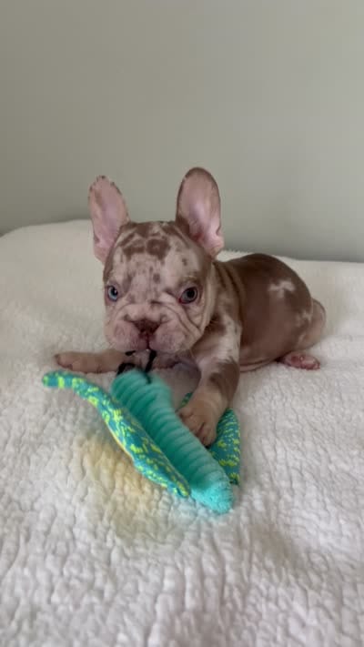 Archie, a male French Bulldog for sale in West Palm Beach, FL – 3 of 10