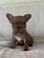 Fanny , a female French Bulldog for sale in West Palm Beach, FL – 4 of 5