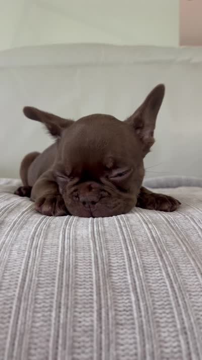 Bear , a male French Bulldog for sale in West Palm Beach, FL – 9 of 9