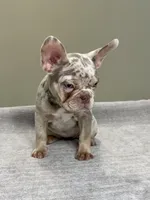 Misty, a female French Bulldog for sale in West Palm Beach, FL – 4 of 7