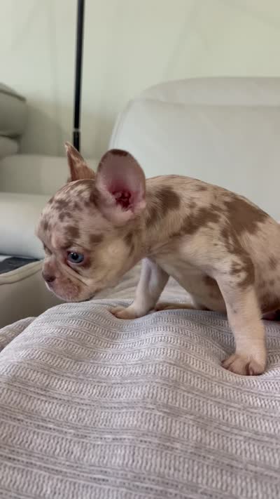 Shelly, a female French Bulldog for sale in West Palm Beach, FL – 8 of 8