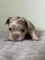 Frankie, a male French Bulldog for sale in West Palm Beach, FL – Photo 4 of 5