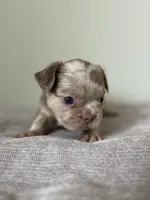 Frankie, a male French Bulldog for sale in West Palm Beach, FL – Photo 3 of 5