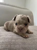 Frankie, a male French Bulldog for sale in West Palm Beach, FL – Photo 5 of 5