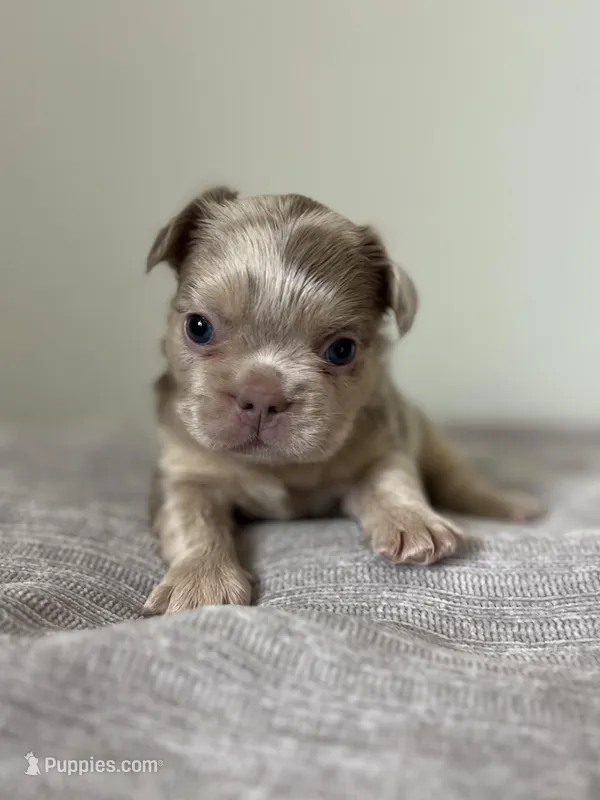 Frankie – French Bulldog puppy for sale in West Palm Beach, FL