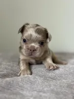 Frankie, a male French Bulldog for sale in West Palm Beach, FL – Photo 1 of 5