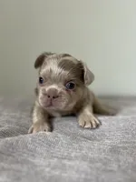 Frankie, a male French Bulldog for sale in West Palm Beach, FL – Photo 2 of 5