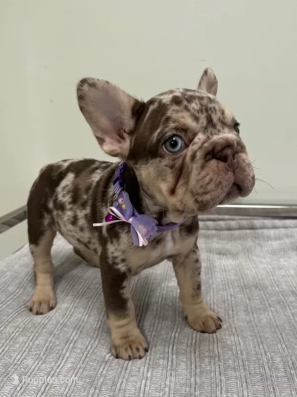 Muffin – French Bulldog puppy for sale in West Palm Beach, FL