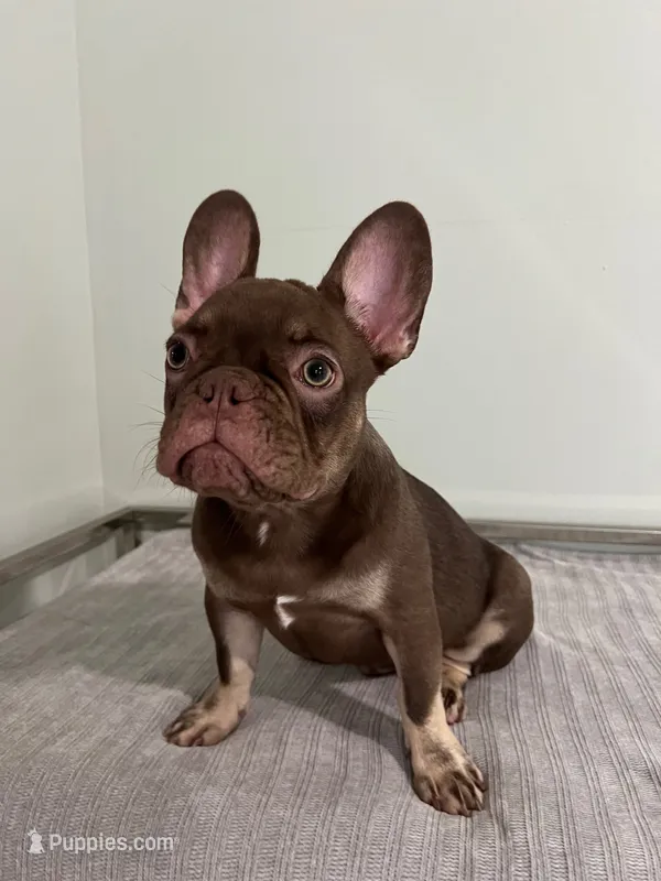 Hank – French Bulldog puppy for sale in West Palm Beach, FL