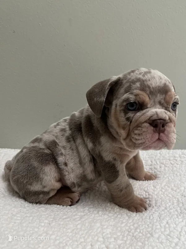 Buster – English Bulldog puppy for sale in West Palm Beach, FL