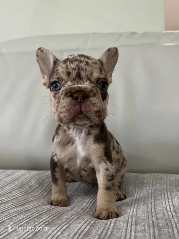 Muffin – French Bulldog puppy for sale in West Palm Beach, FL