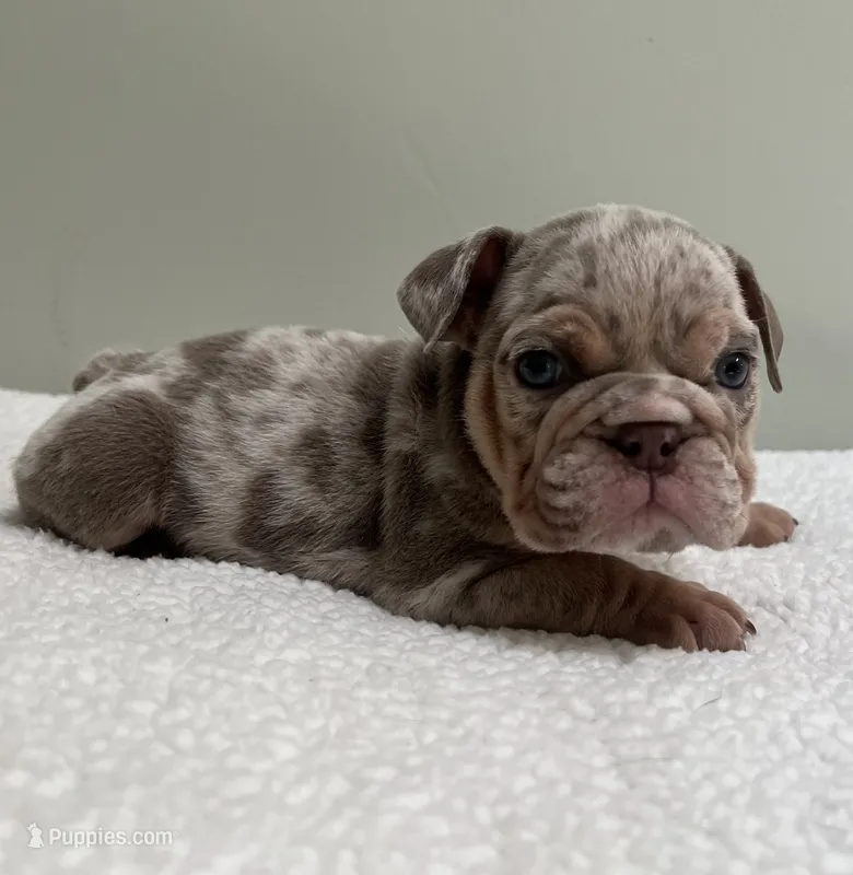 Mabel  – English Bulldog puppy for sale in West Palm Beach, FL