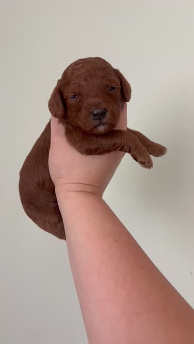 Willow, a female Miniature Goldendoodle for sale in West Palm Beach, FL – 5 of 5