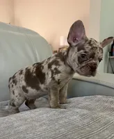 Milano, a female French Bulldog for sale in West Palm Beach, FL – 8 of 9