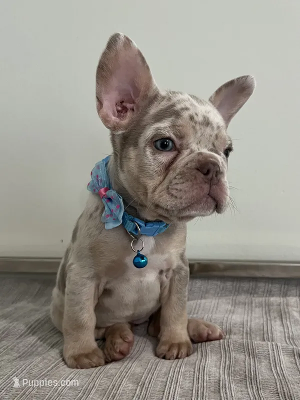 Misty – French Bulldog puppy for sale in West Palm Beach, FL