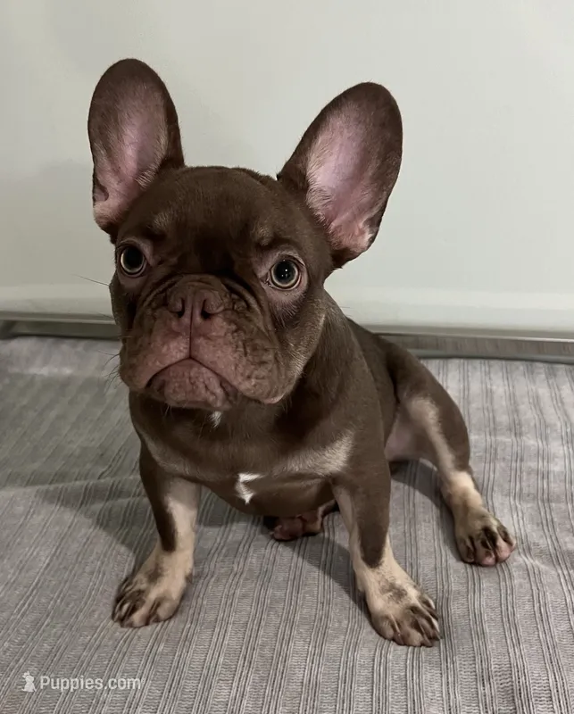 Hank – French Bulldog puppy for sale in West Palm Beach, FL