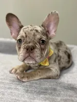 Emma, a female French Bulldog for sale in West Palm Beach, FL – 2 of 8