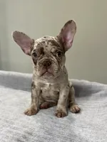 Milano, a female French Bulldog for sale in West Palm Beach, FL – 3 of 9