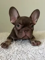 Hank, a male French Bulldog for sale in West Palm Beach, FL – 9 of 10
