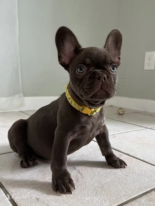 Bear  – French Bulldog puppy for sale in West Palm Beach, FL