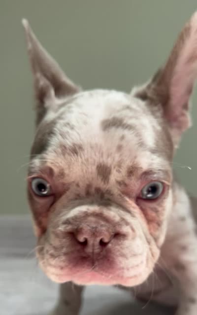 Finley, a male French Bulldog for sale in West Palm Beach, FL – 8 of 8