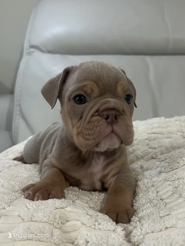 Lady – English Bulldog puppy on hold in West Palm Beach, FL