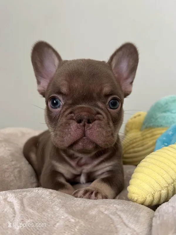 Hank – French Bulldog puppy for sale in West Palm Beach, FL