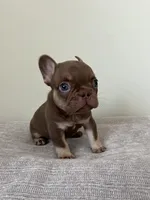 Hank, a male French Bulldog for sale in West Palm Beach, FL – Photo 8 of 9