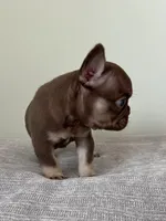 Hank, a male French Bulldog for sale in West Palm Beach, FL – Photo 5 of 9