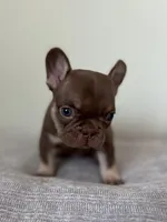 Hank, a male French Bulldog for sale in West Palm Beach, FL – Photo 3 of 9