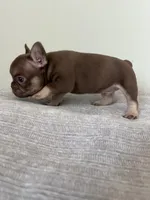 Hank, a male French Bulldog for sale in West Palm Beach, FL – Photo 9 of 9