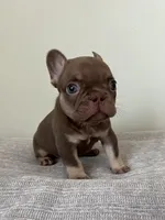 Hank, a male French Bulldog for sale in West Palm Beach, FL – Photo 4 of 9