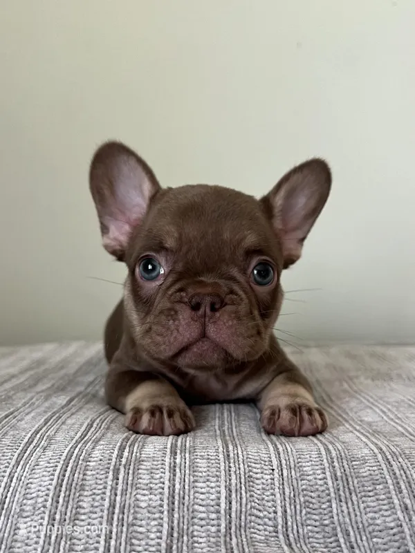 Hank – French Bulldog puppy for sale in West Palm Beach, FL