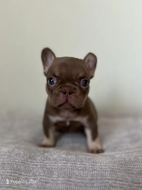 Hank – French Bulldog puppy for sale in West Palm Beach, FL