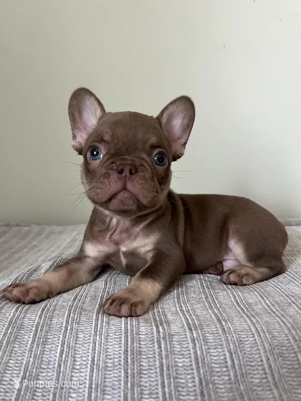 Hank – French Bulldog puppy for sale in West Palm Beach, FL
