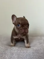 Hank, a male French Bulldog for sale in West Palm Beach, FL – Photo 2 of 9