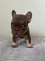 Hank, a male French Bulldog for sale in West Palm Beach, FL – Photo 7 of 9