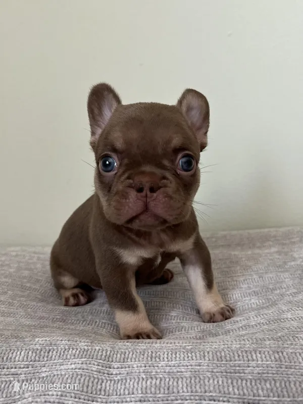 Hank – French Bulldog puppy for sale in West Palm Beach, FL